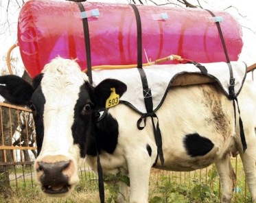 capture d'écran Une eco vache ?